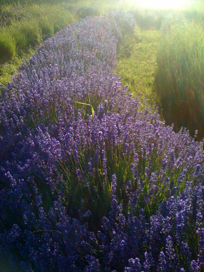 graves_lavender_400 Graves Lavender Whidbey Island